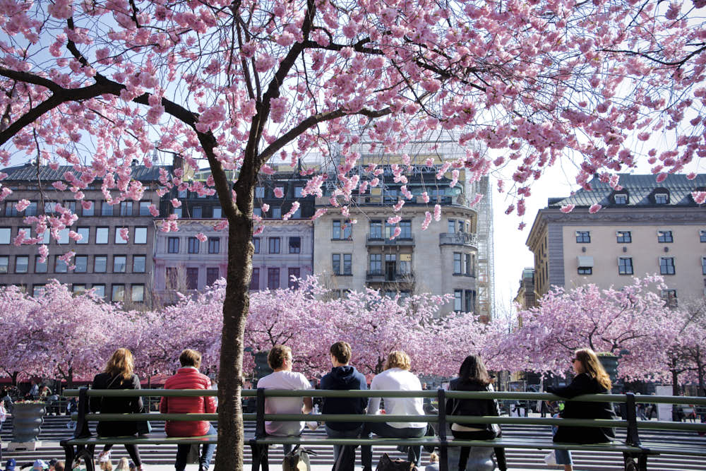Kungsträdgården in Stockholm Beliebter Treffpunkt in der City